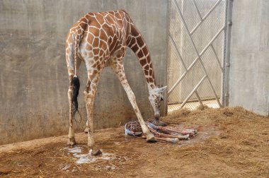 Yavru zürafa karada doğum yapıyor. Zürafanın doğumunun son saatlerindeki aşaması.