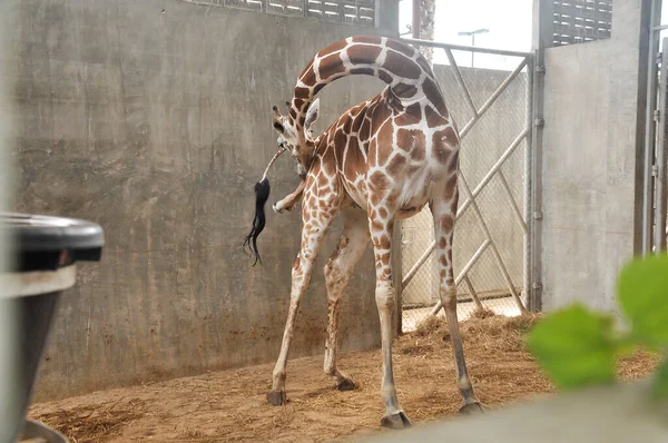Yavru zürafa karada doğum yapıyor. Zürafanın doğumunun son saatlerindeki aşaması.