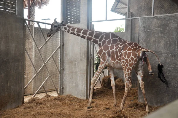 Baby giraffe is giving birth on the land. Phase of the giraffe\'s birth in the last hour of birth