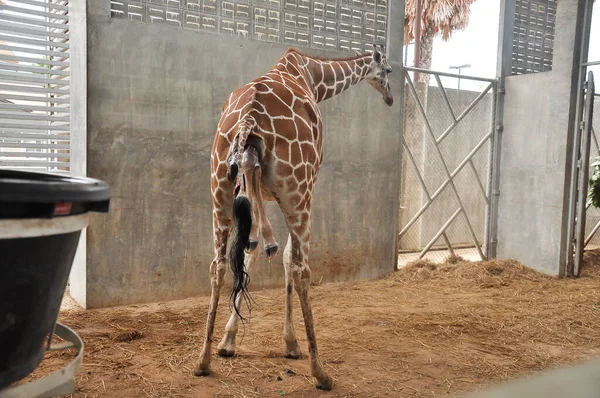 Baby giraffe is giving birth on the land. Phase of the giraffe's birth in the last hour of birth