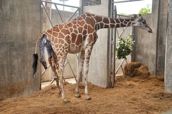Baby giraffe is giving birth on the land. Phase of the giraffe\'s birth in the last hour of birth