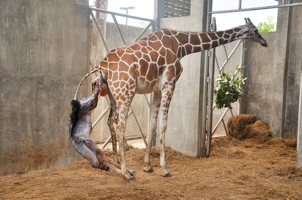 Baby giraffe is giving birth on the land. Phase of the giraffe's birth in the last hour of birth