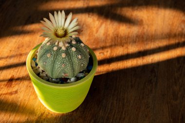 Kaktüs büyüleyici bir bitki, birçok insanın sevdiği ve bir hobi olarak ilgilenmeyi seçtiği bir bitki. Çöl botanik bahçesinde kaktüs