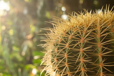 Kaktüs büyüleyici bir bitki, birçok insanın sevdiği ve bir hobi olarak ilgilenmeyi seçtiği bir bitki. Çöl botanik bahçesinde kaktüs