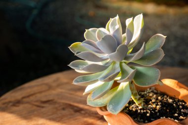 Kaktüs büyüleyici bir bitki, birçok insanın sevdiği ve bir hobi olarak ilgilenmeyi seçtiği bir bitki. Çöl botanik bahçesinde kaktüs