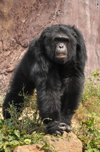 Chimpansees Soms Gemeenzaam Chimpansee Zijn Twee Bestaande Mensachtige Soorten Apen — Stockfoto