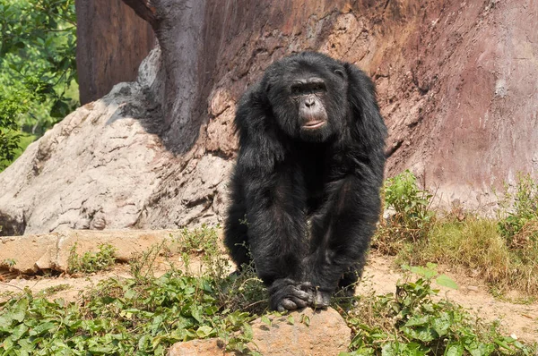 Los Chimpancés Veces Coloquialmente Chimpancés Son Dos Especies Homínidas Existentes — Foto de Stock
