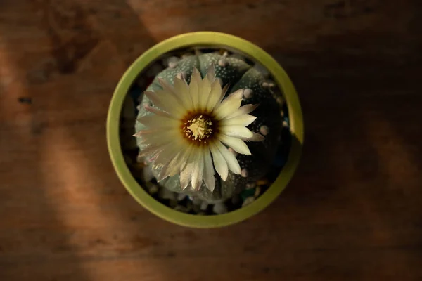 Kaktus Ist Eine Bezaubernde Pflanze Eine Pflanze Die Vielen Menschen — Stockfoto