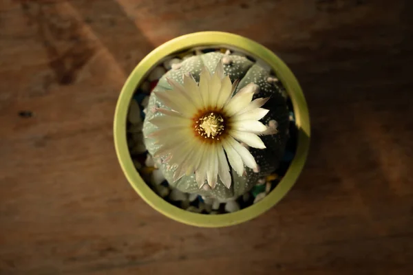 Kaktus Ist Eine Bezaubernde Pflanze Eine Pflanze Die Vielen Menschen — Stockfoto