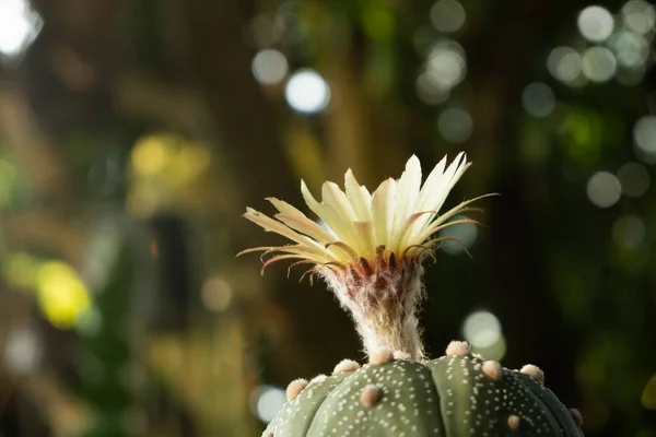 Cactus Charming Plant Plant Many People Choose Care Hobby Cactus — Stock Photo, Image