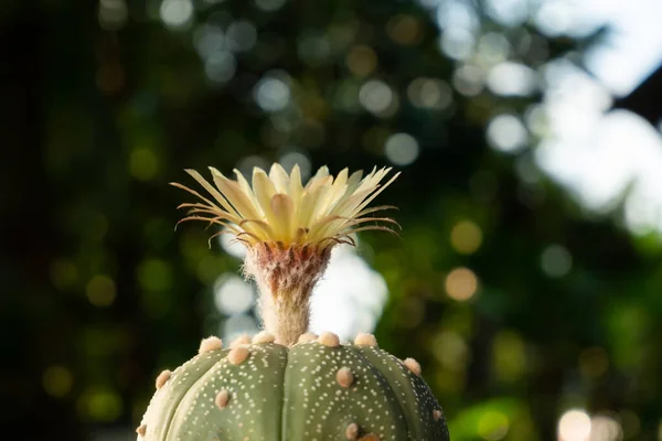 Kaktüs Büyüleyici Bir Bitki Birçok Insanın Sevdiği Bir Hobi Olarak — Stok fotoğraf