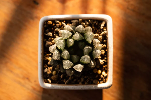 Cactus Est Une Plante Charmante Une Plante Que Beaucoup Gens — Photo