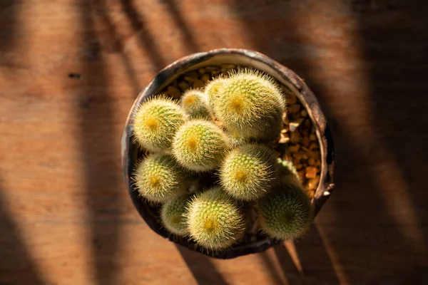 Cactus Charming Plant Plant Many People Choose Care Hobby Cactus — Stock Photo, Image