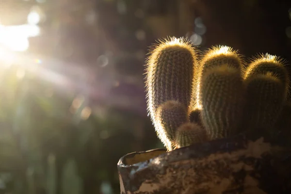 Cactus Charming Plant Plant Many People Choose Care Hobby Cactus — Stock Photo, Image