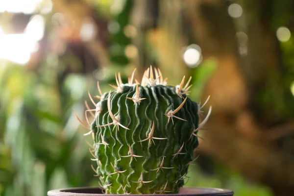 Cactus Charming Plant Plant Many People Choose Care Hobby Cactus — Stock Photo, Image