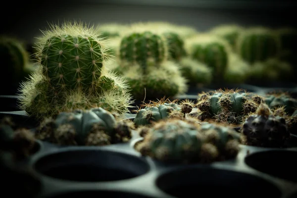 Cactus Una Planta Encantadora Una Planta Que Muchas Personas Les —  Fotos de Stock