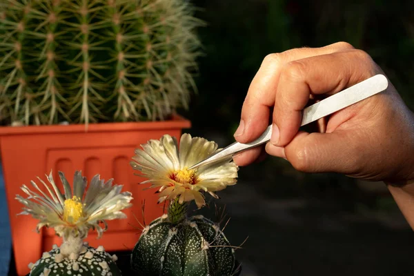 Helping Pollinating Cactus Plants Breeding — Stock Photo, Image