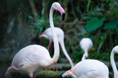 Büyük Flamingo flamingo familyasının en yaygın türüdür. Afrika, Güney Asya ve Güney Avrupa 'nın bazı bölgelerinde bulunur..