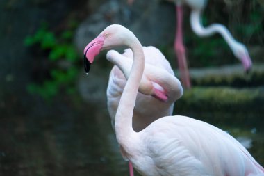 Büyük Flamingo flamingo familyasının en yaygın türüdür. Afrika, Güney Asya ve Güney Avrupa 'nın bazı bölgelerinde bulunur..