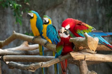 Makaw bir evcil hayvan olarak popüler bir kuştur çünkü güzel renkleri vardır ve konuşmak için eğitilebilir..