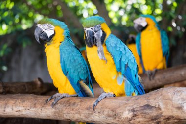 Makaw bir evcil hayvan olarak popüler bir kuştur çünkü güzel renkleri vardır ve konuşmak için eğitilebilir..
