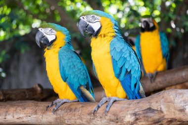 Makaw bir evcil hayvan olarak popüler bir kuştur çünkü güzel renkleri vardır ve konuşmak için eğitilebilir..