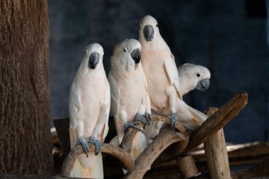 Kakadu evcil hayvan olarak popüler bir kuştur..