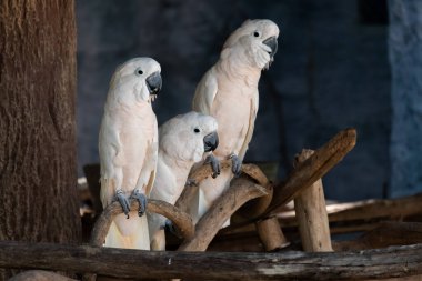 Kakadu evcil hayvan olarak popüler bir kuştur..