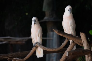 Kakadu evcil hayvan olarak popüler bir kuştur..