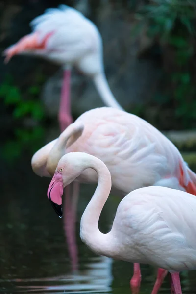 Greater Flamingo Een Flamingo Uit Familie Flamingo Flamingo Hij Komt — Stockfoto