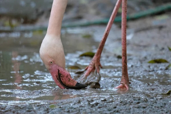 Grande Flamingo Está Comendo Comida Lama — Fotografia de Stock