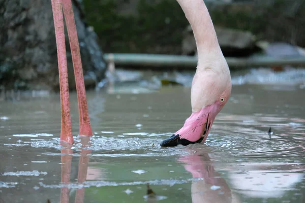 Den Större Flamingo Äter Mat Leran — Stockfoto