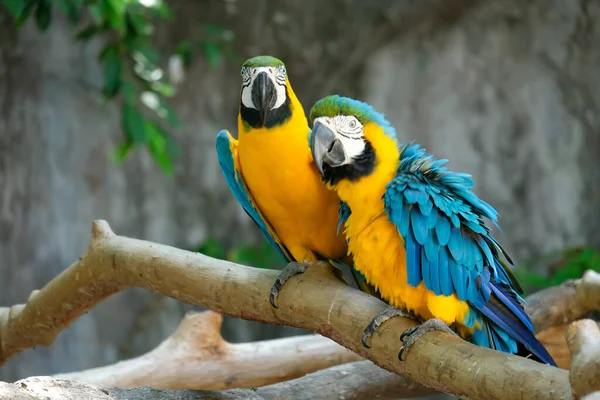Macaw Bird Popular Pet Because Has Beautiful Colors Can Trained — Stock Photo, Image