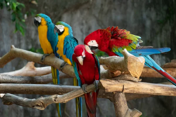 Macaw Est Oiseau Qui Est Populaire Comme Animal Compagnie Parce — Photo