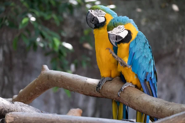 Macaw นนกท บความน ยมในฐานะส ยงเพราะม สวยงามและสามารถฝ กฝนให ดได — ภาพถ่ายสต็อก