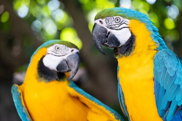 Macaw Est Oiseau Qui Est Populaire Comme Animal Compagnie Parce — Photo