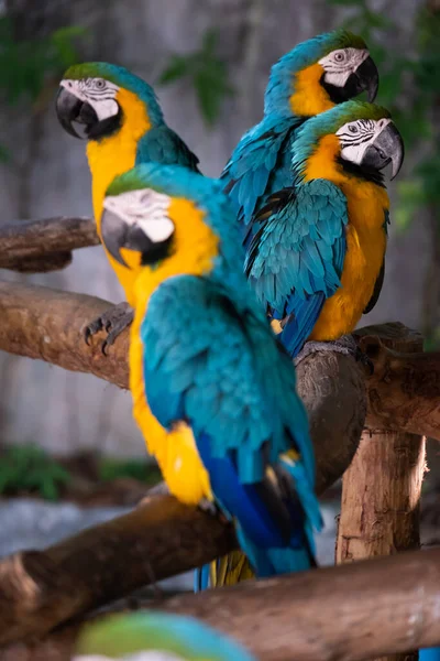 Macaw Bird Popular Pet Because Has Beautiful Colors Can Trained — Stock Photo, Image