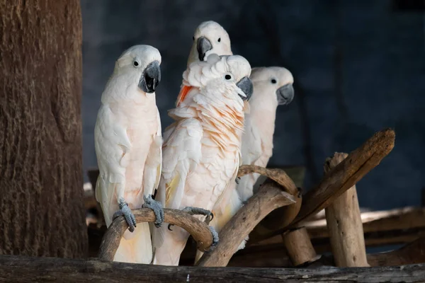 Cockatoo Uccello Che Popolare Come Animale Domestico — Foto Stock