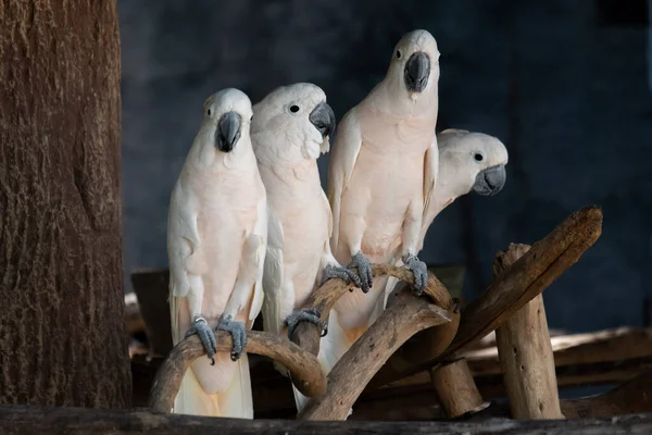 Cacatúa Ave Que Popular Como Mascota —  Fotos de Stock