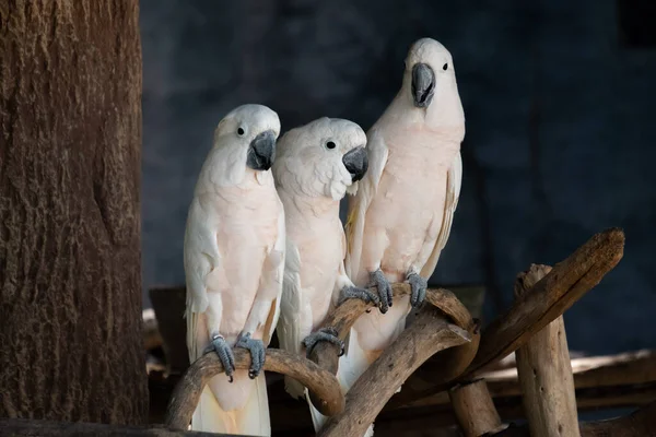 Cacatoès Est Oiseau Qui Est Populaire Comme Animal Compagnie — Photo