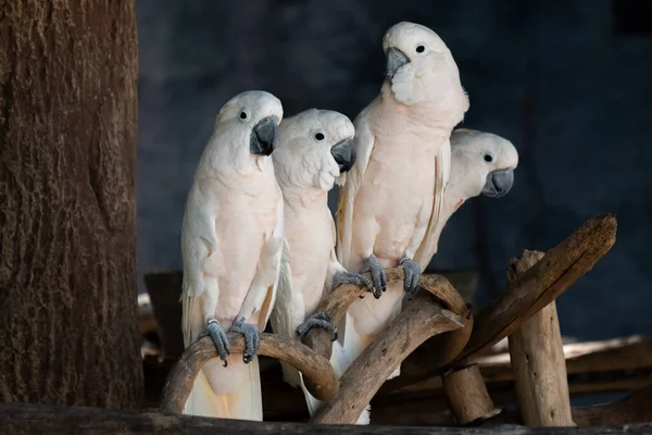 Cockatoo Uccello Che Popolare Come Animale Domestico — Foto Stock