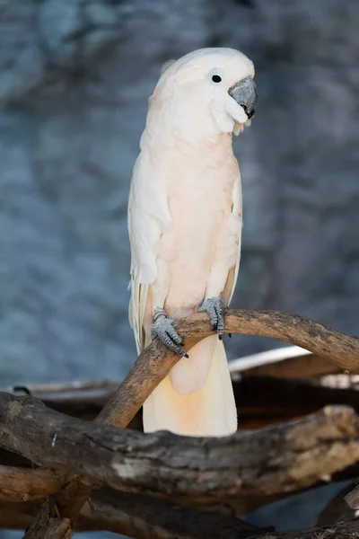 Kakadu Ist Ein Vogel Der Als Haustier Beliebt Ist — Stockfoto