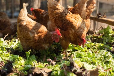 Organik bir çiftlikte tavuk yetiştiriyorlar.