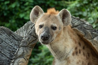 Sırtlan, Afrika 'nın en yaygın etoburudur..