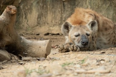 Sırtlan, Afrika 'nın en yaygın etoburudur..