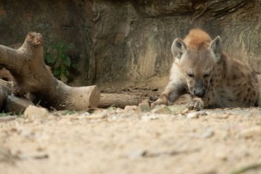 Sırtlan, Afrika 'nın en yaygın etoburudur..