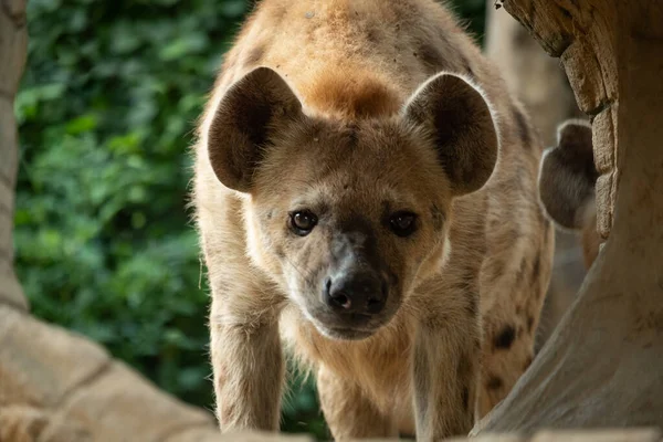 Hyena Africas Nejčastější Masožravec — Stock fotografie