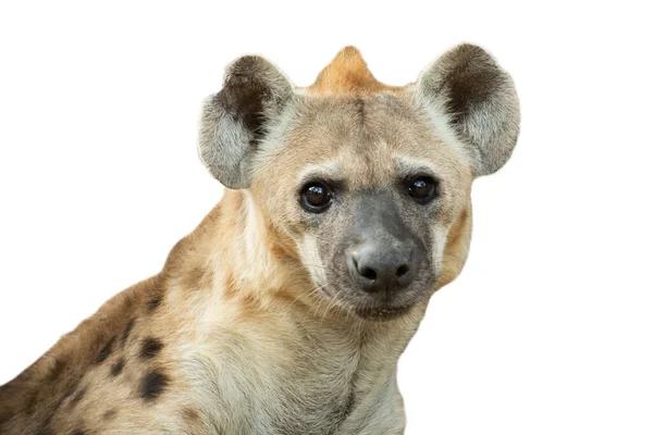 Hiena Africas Carnívoro Grande Mais Comum — Fotografia de Stock