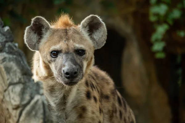 Hiena Africas Carnívoro Grande Mais Comum — Fotografia de Stock