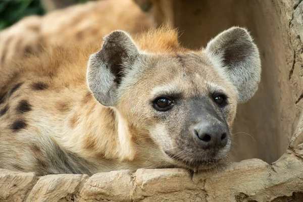 Hyenan Africas Vanligaste Stora Rovdjur — Stockfoto